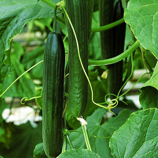 Suffolk Herbs ORGANIC SEEDS Cucumber Styx F1