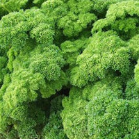 Suffolk Herbs Curled Parsley