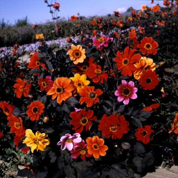 Kings Seeds Dahlia Bishop's Children