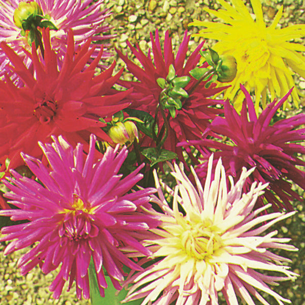 Kings Seeds Dahlia Cactus Hybrids Mixed