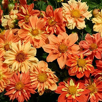 Kings Seeds Dahlia Sunny Reggae