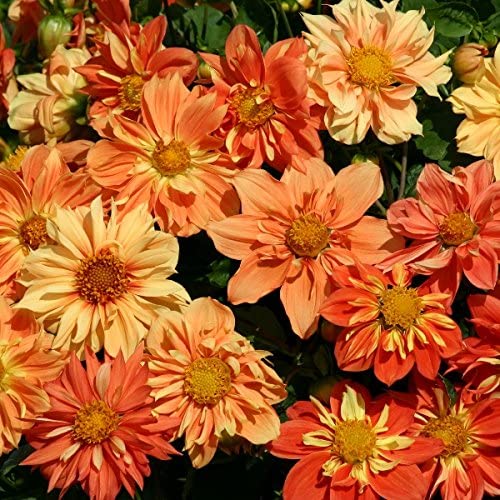 Kings Seeds Dahlia Sunny Reggae