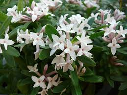 Daphne x transatlantica Eternal Fragrance