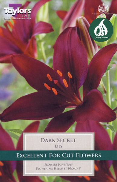 Lily Dark Secret