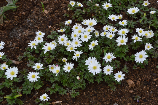 Anemone blanda White Splendour