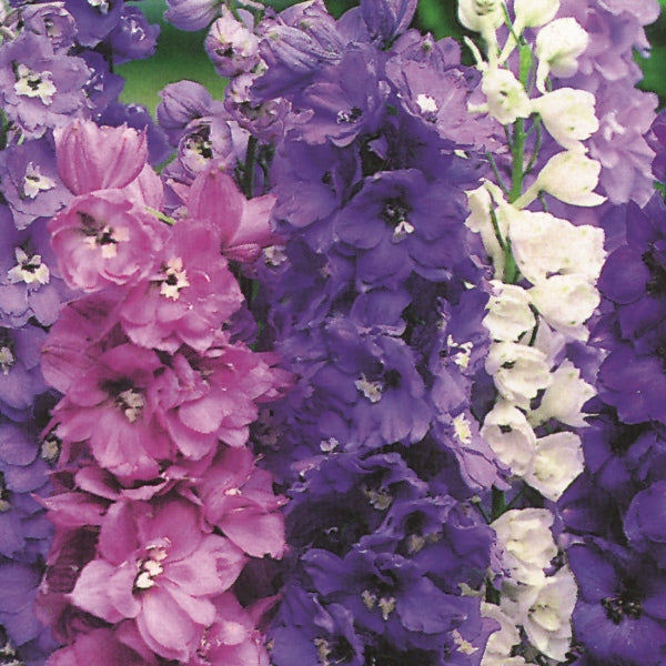 Kings Seeds Delphinium Magic Fountains Mix