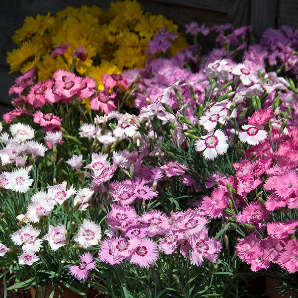 Kings Seeds Dianthus plumarius Sweetness Mixed
