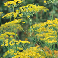 Kings Seeds Herb Dill