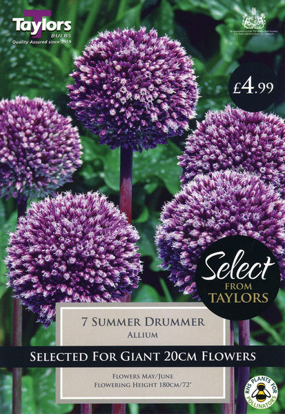 Allium Summer Drummer