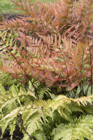 Dryopteris erythrosora AGM
