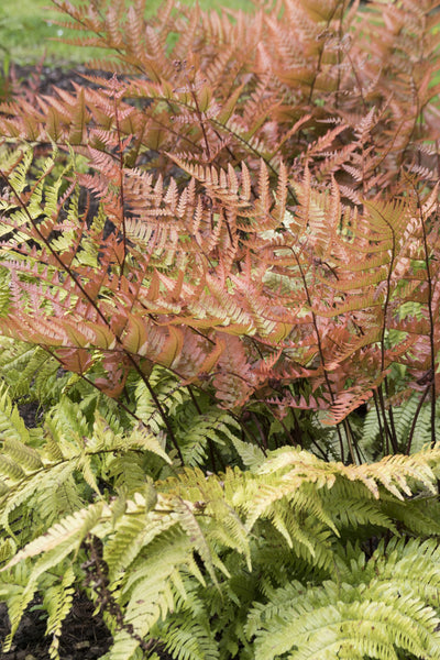 Dryopteris erythrosora AGM