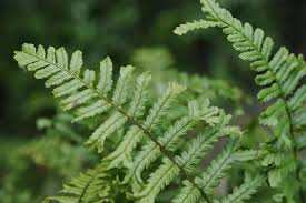 Dryopteris affinis