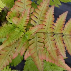 Dryopteris erythrosora