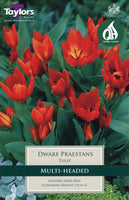 Tulip Dwarf Praestans