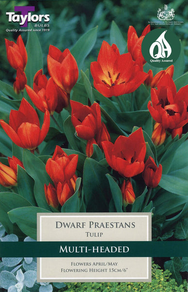 Tulip Dwarf Praestans