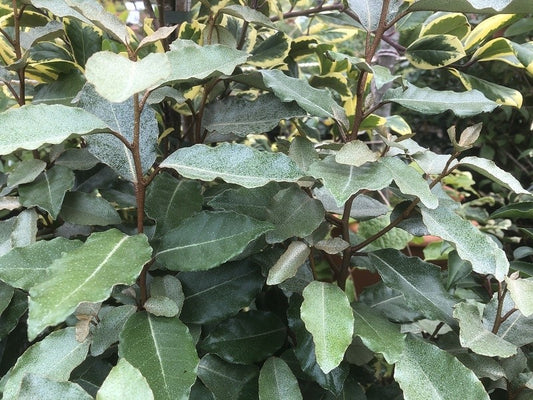 Elaeagnus ebbingei 10 Ltr