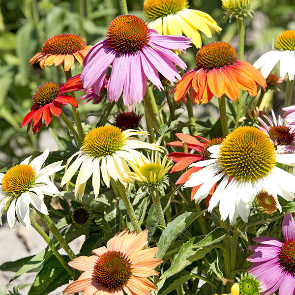 Kings Seeds Echinacea Paradiso Dwarf Mixed