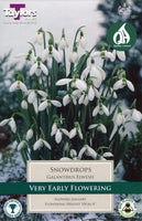 Galanthus Elwesii