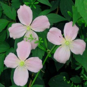 Clematis montana Elizabeth