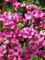 Bergenia Eroica