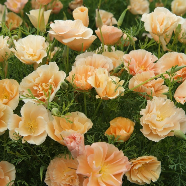Kings Seeds Eschscholtzia Peach Sorbet