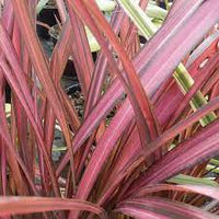 Phormium Evening Glow
