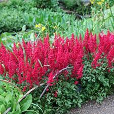 Astilbe x arendsii Fanal