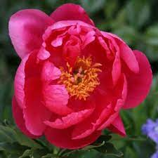 Paeonia Coral Fay