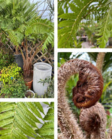 Cyathea australis - Australian Tree Fern - Medium