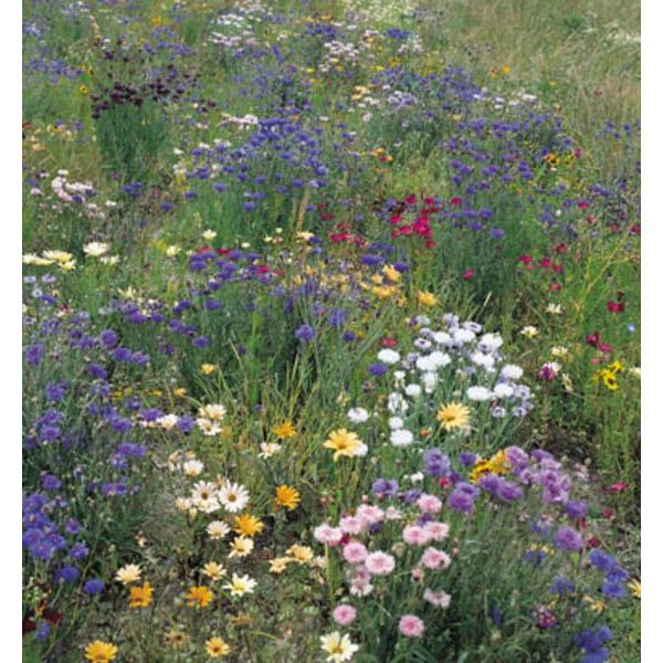 Kings Seeds Wild Flower Field and Hedgerow Mix
