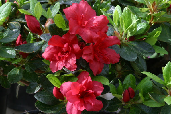 Azalea Florida