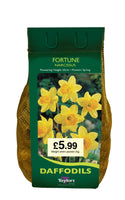 Narcissus Fortune (1.5Kg Net)