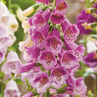Kings Seeds Wild Flower Foxglove