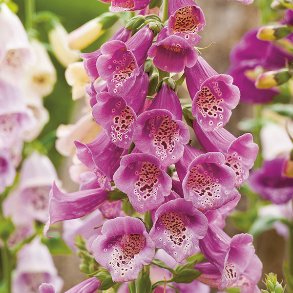 Kings Seeds Wild Flower Foxglove