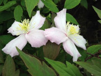 Clematis montana Fragrant Spring