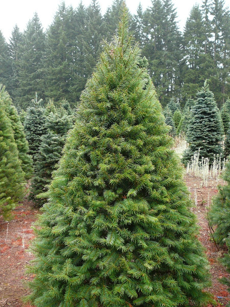 Premium Fraser Fir Christmas Tree 175cm - 200cm