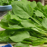 Suffolk Herbs French Sorrel