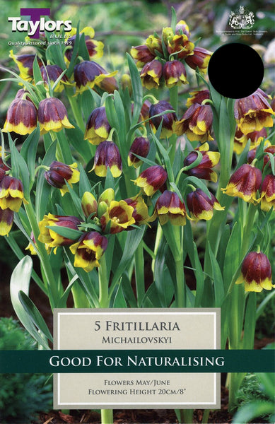 Fritillaria Michailovskyi