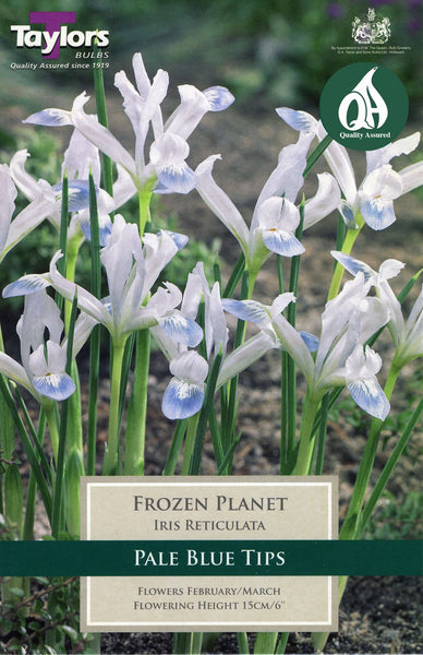 Iris Frozen Planet