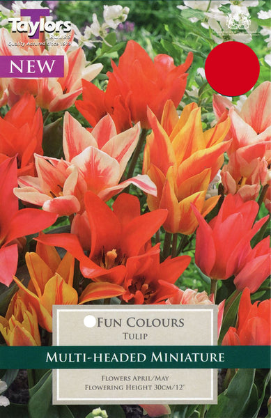 Tulip Fun Colours