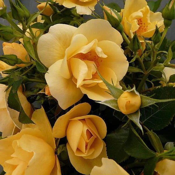 Rose 'Gardeners' Gold'