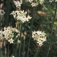 Suffolk Herbs Garlic Chives