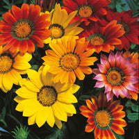 Kings Seeds Gazania splendens Mixed