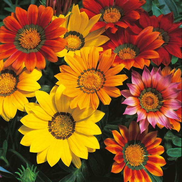 Kings Seeds Gazania splendens Mixed