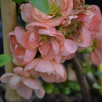 Chaenomeles speciosa Geisha Girl