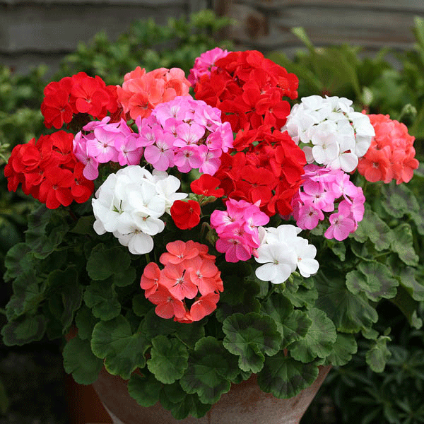 Kings Seeds Geranium Cabaret Mixed F2 Hybrid