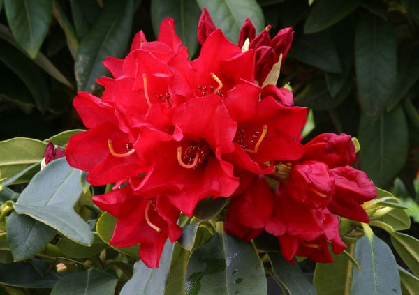 Dwarf Rhododendron Gertrude Schale