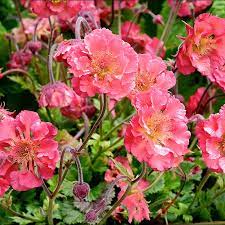 Geum Pink Petticoats