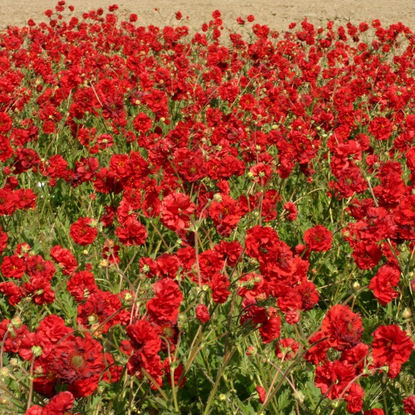 Kings Seeds Geum flora plena Blazing Sunset