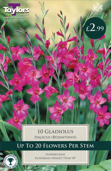 Gladiolus byzantinus